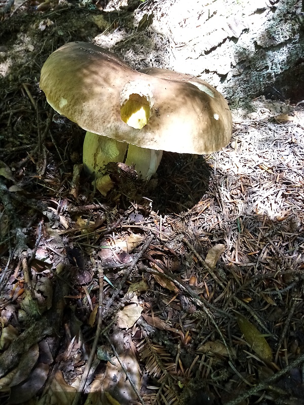 hríb smrekový Boletus edulis Bull.