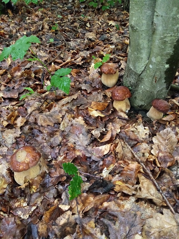 hríb dubový Boletus reticulatus Schaeff.