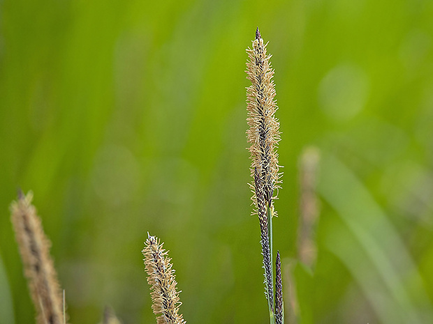 ostrica trsnatá? Carex cespitosa L.