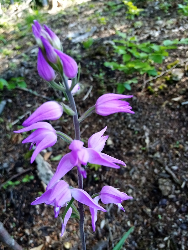 prilbovka červená Cephalanthera rubra (L.) Rich.