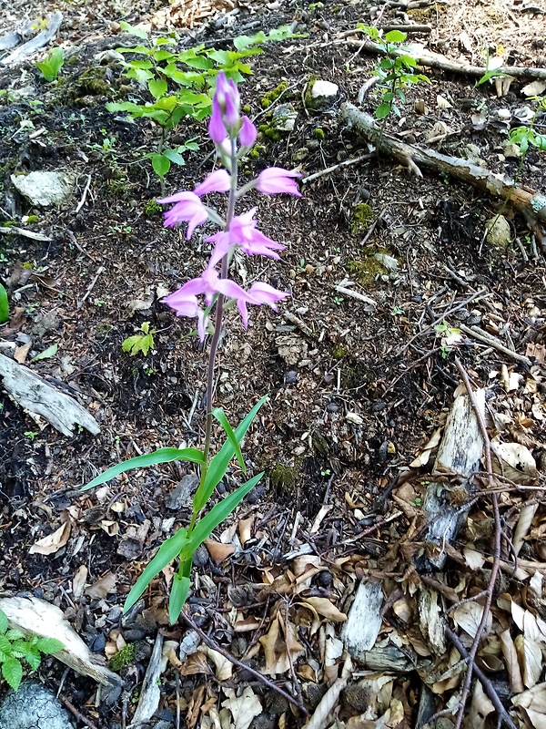 prilbovka červená Cephalanthera rubra (L.) Rich.