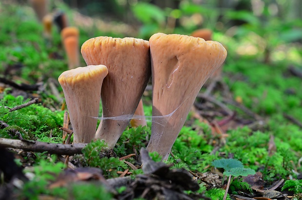 kyjak useknutý Clavariadelphus truncatus Donk