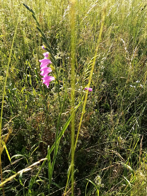 mečík škridlicovitý Gladiolus imbricatus L.