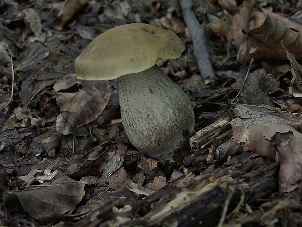 kozák hrabový Leccinum pseudoscabrum (Kallenb.) Šutara