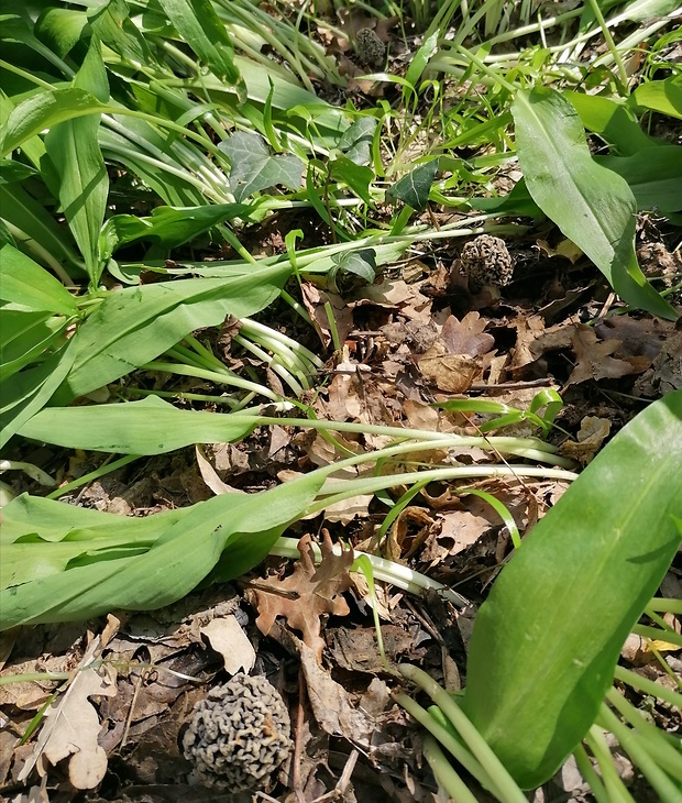 smrčok jedlý Morchella esculenta (L.) Pers.