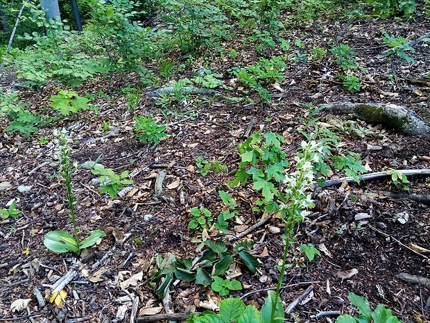 vemenník dvojlistý Platanthera bifolia (L.) Rich.