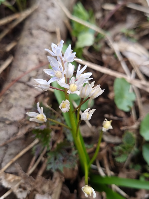 scila Scilla sp. L.