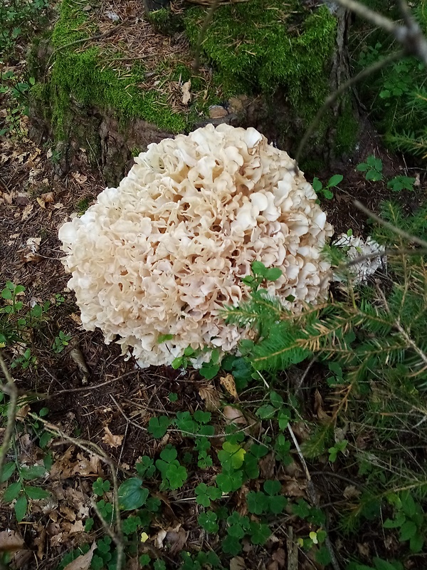 kučierka jedľová Sparassis brevipes Krombh.