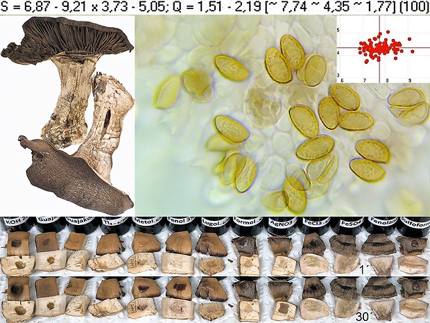 pavučinovec hríbotvarý Cortinarius boletiformis Bidaud & Reumaux