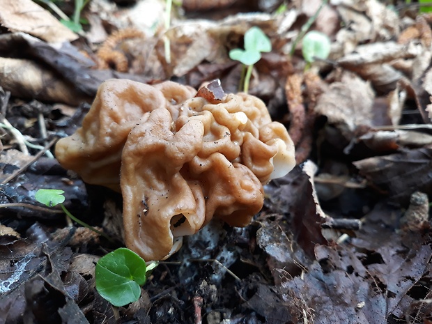 ušiak obrovský Gyromitra gigas (Krombh.) Cooke