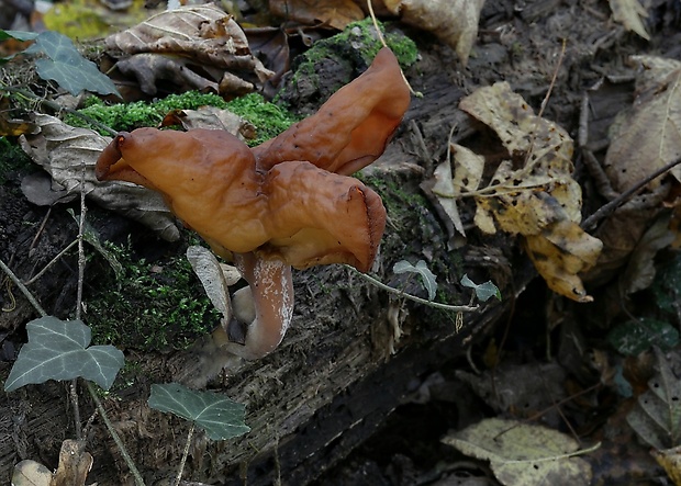 ušiak mitrovitý Gyromitra infula (Schaeff.) Quél.