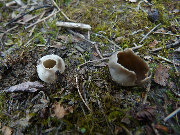 chriapač sosnový Helvella leucomelaena (Pers.) Nannf.