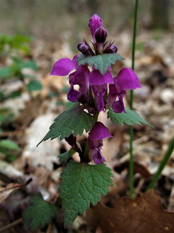 hluchavka purpurová Lamium purpureum L.