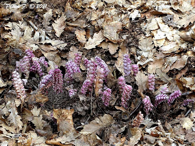 zubovník šupinatý Lathraea squamaria L.