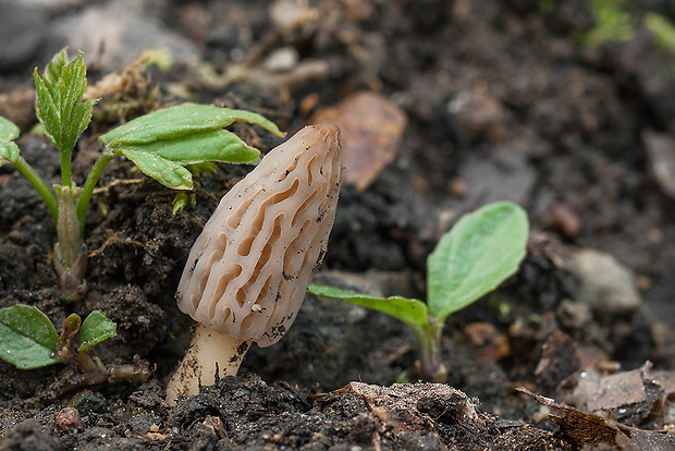 smrčok kužeľovitý Morchella conica Pers.