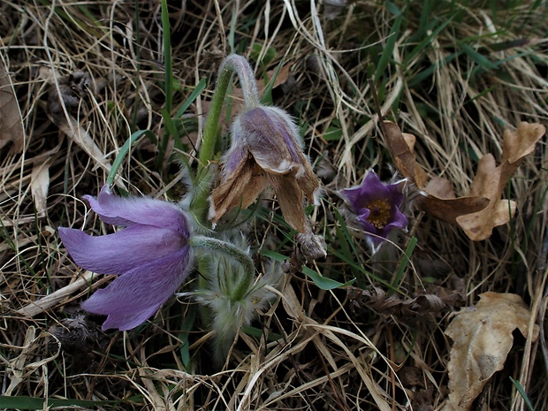 poniklec veľkokvetý Pulsatilla grandis Wender.