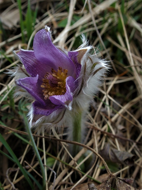 poniklec veľkokvetý Pulsatilla grandis Wender.