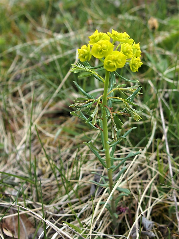 mliečnik chvojkový Tithymalus cyparissias (L.) Scop.