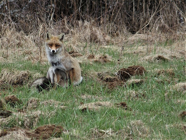 líška hrdzavá vulpes vulpes  (D.A. Reid) Knudsen