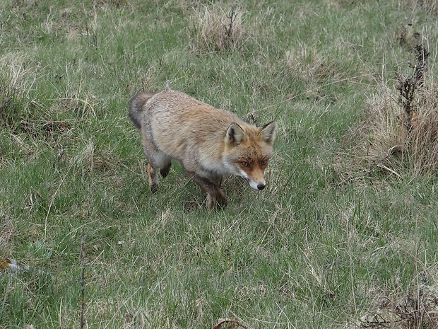 líška hrdzavá vulpes vulpes  (D.A. Reid) Knudsen