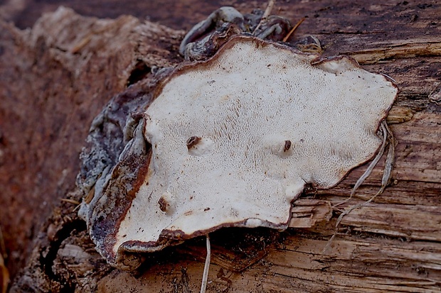 koreňovka Heterobasidion sp.