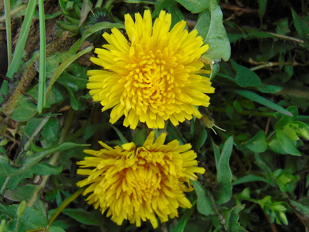 púpava lekárska Taraxacum officinale (L.) Weber ex F.H.Wigg