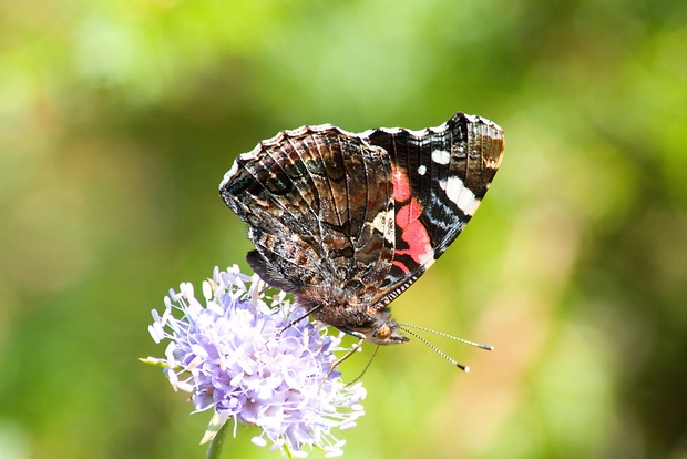 babôčka admirálska Vanessa atalanta L.