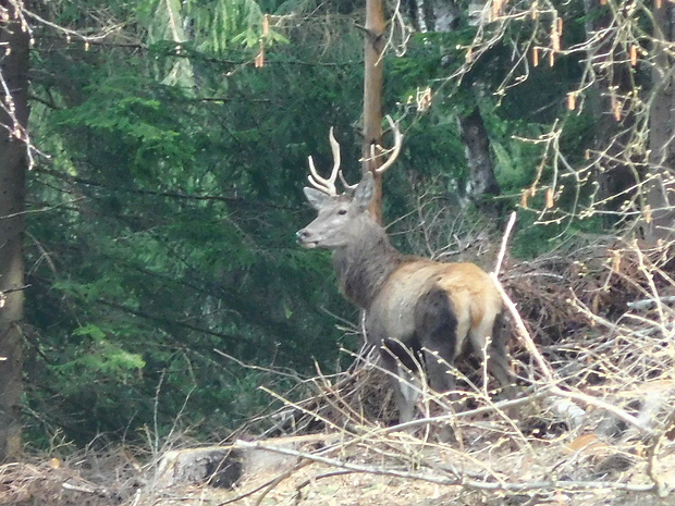 jeleň lesný ♂ Cervus elaphus