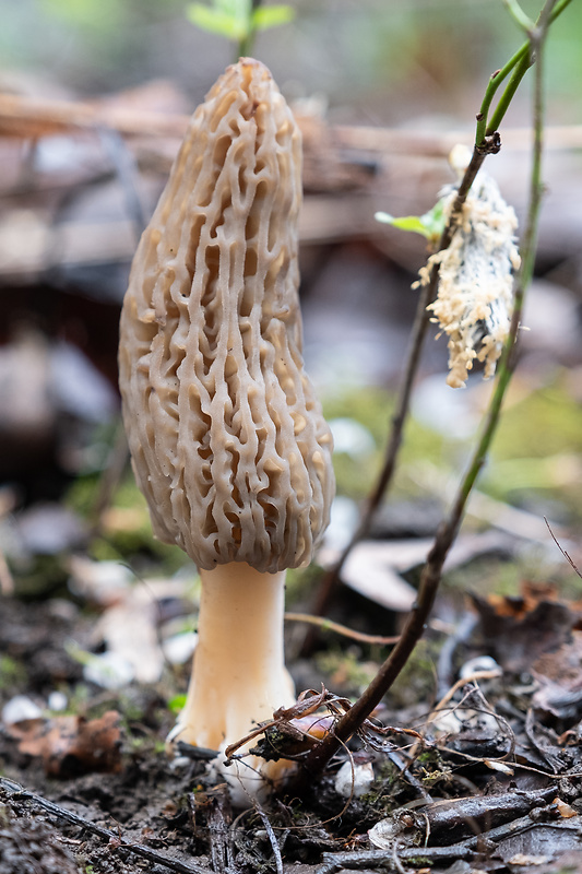 smrčok kužeľovitý Morchella conica Pers.