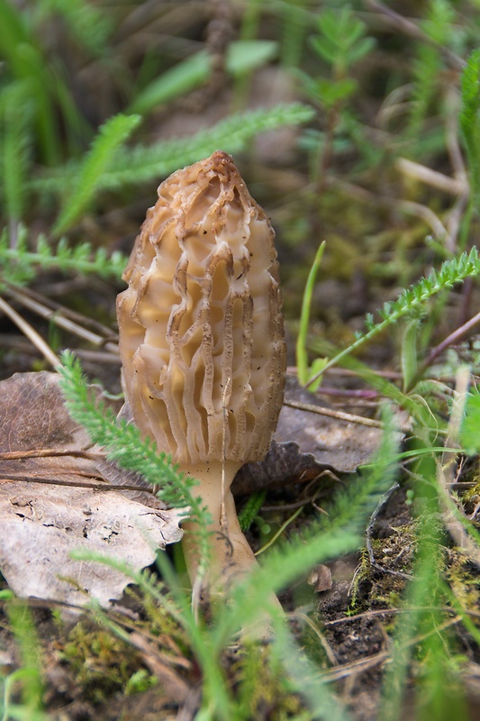 smrčok kužeľovitý Morchella conica Pers.