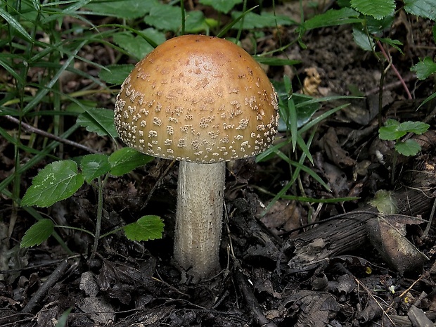 muchotrávka červenkastá Amanita rubescens Pers.