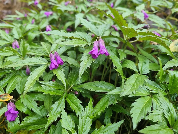 zubačka žliazkatá Dentaria glandulosa Waldst. et Kit. ex Willd.