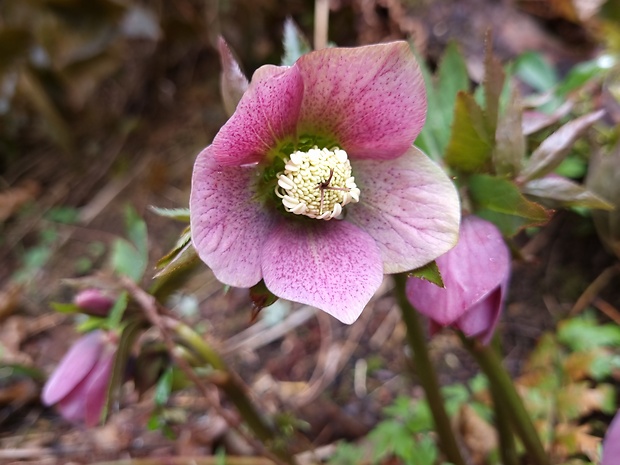 čemerica  Helleborus sp.