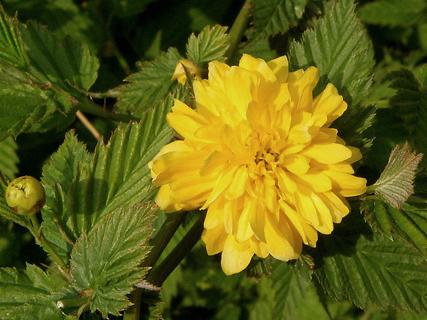 kéria japonská Kerria japonica (L.) DC.