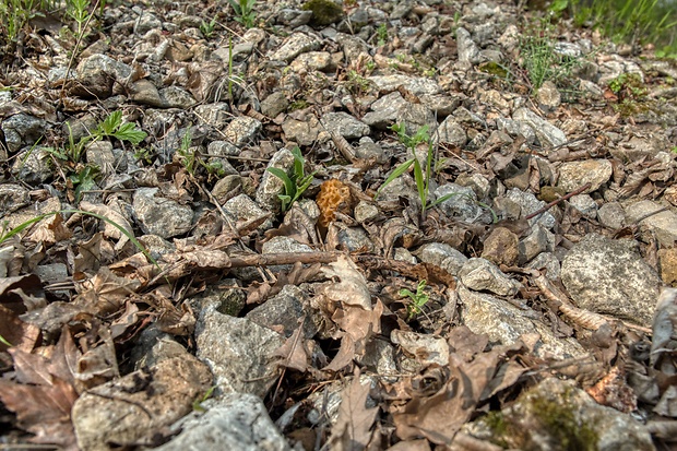 smrčok jedlý Morchella esculenta (L.) Pers.