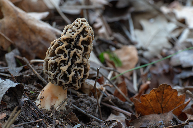 smrčok jedlý Morchella esculenta (L.) Pers.