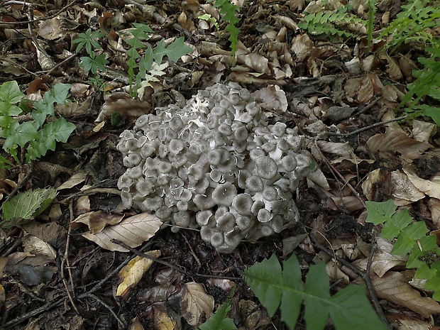 trúdnik klobúčkatý Polyporus umbellatus (Pers.) Fr.