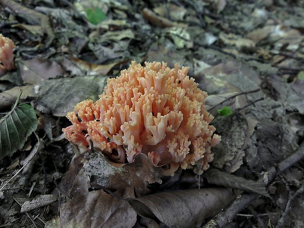 strapačka lososovoružová Ramaria subbotrytis (Coker) Corner