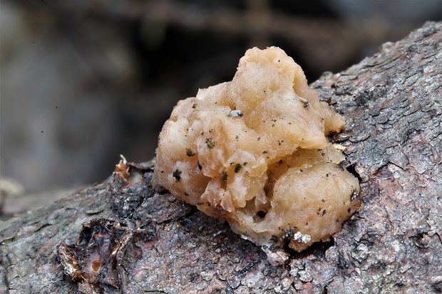 rôsolovka  Tremella sp.