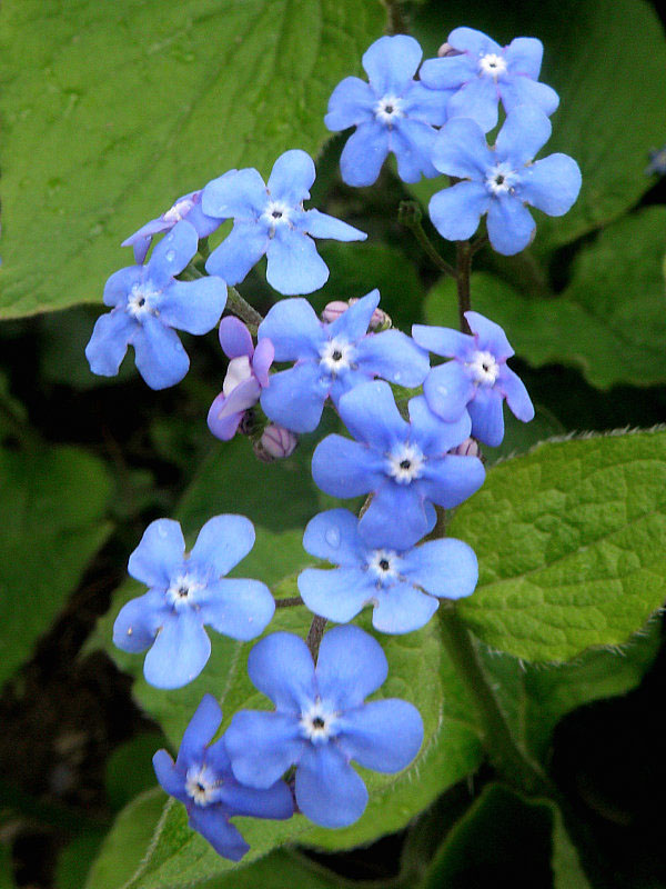 brunera veľkolistá Brunnera macrophylla (Adams) I. M. Johnst.