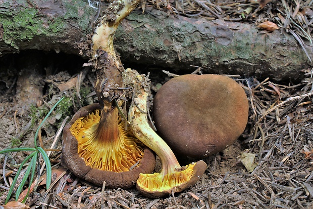 lupeňopórovec hnedožltý Phylloporus pelletieri (Lév.) Quél.