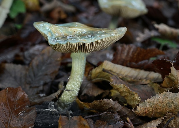 golierovka zelenomodrá Stropharia caerulea Kreisel