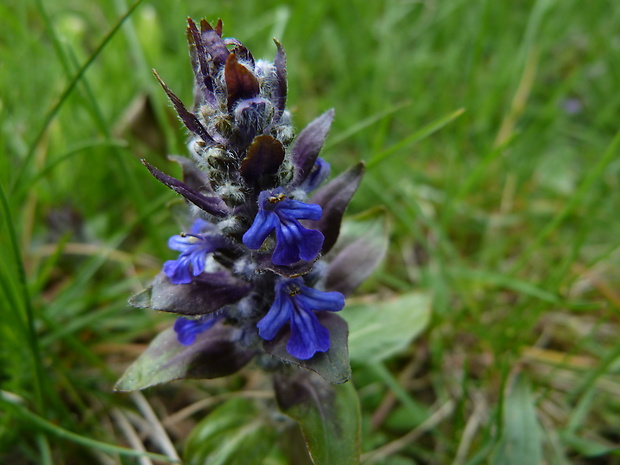 zbehovec plazivý Ajuga reptans L.