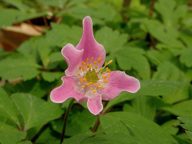 veternica hájna Anemone nemorosa L.