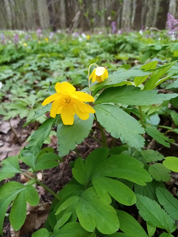 veternica iskerníkovitá Anemone ranunculoides L.