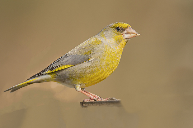 stehlík zelený  Carduelis chloris