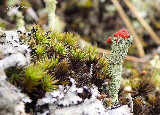 dutohlávka červcová Cladonia coccifera (L.) Willd.