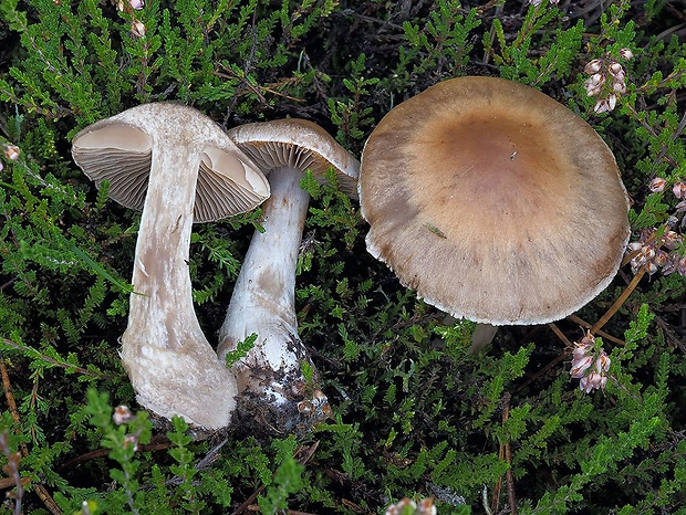 pavučinovec vlhký Cortinarius hydrotelamonioides Rob. Henry