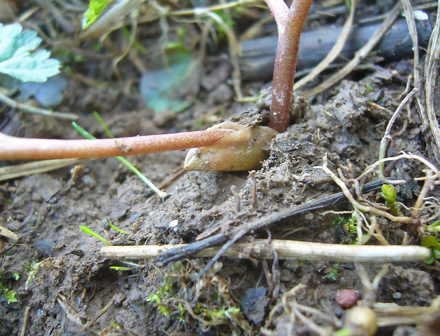 chochlačka prostredná Corydalis intermedia (L.) Mérat