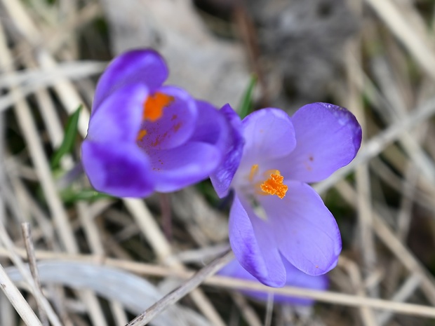 šafran spišský Crocus discolor G. Reuss